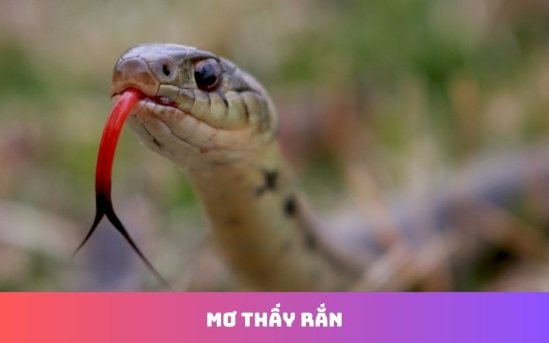 Mơ thấy nhiều loại rắn và ý nghĩa từng trường hợp