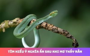 Nằm mơ thấy rắn báo hiệu điều gì