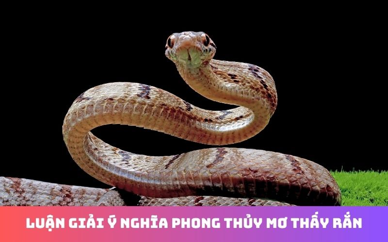 Giải mã giấc mơ thấy rắn và con số liên quan