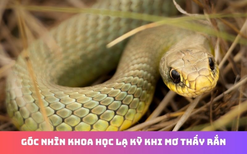 Mơ thấy rắn đánh con gì theo quan niệm dân gian